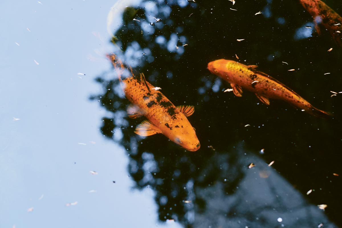 Koi-Karpfen sind gesellige Tiere: Man sollte sie immer in Gruppen im See halten. Kois können bis zu 60 Jahre alt werden