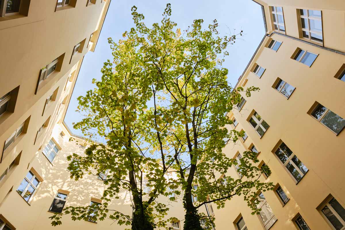 Baum in einem Innenhof