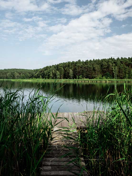 Blick durchs Schilf auf einen Badesee