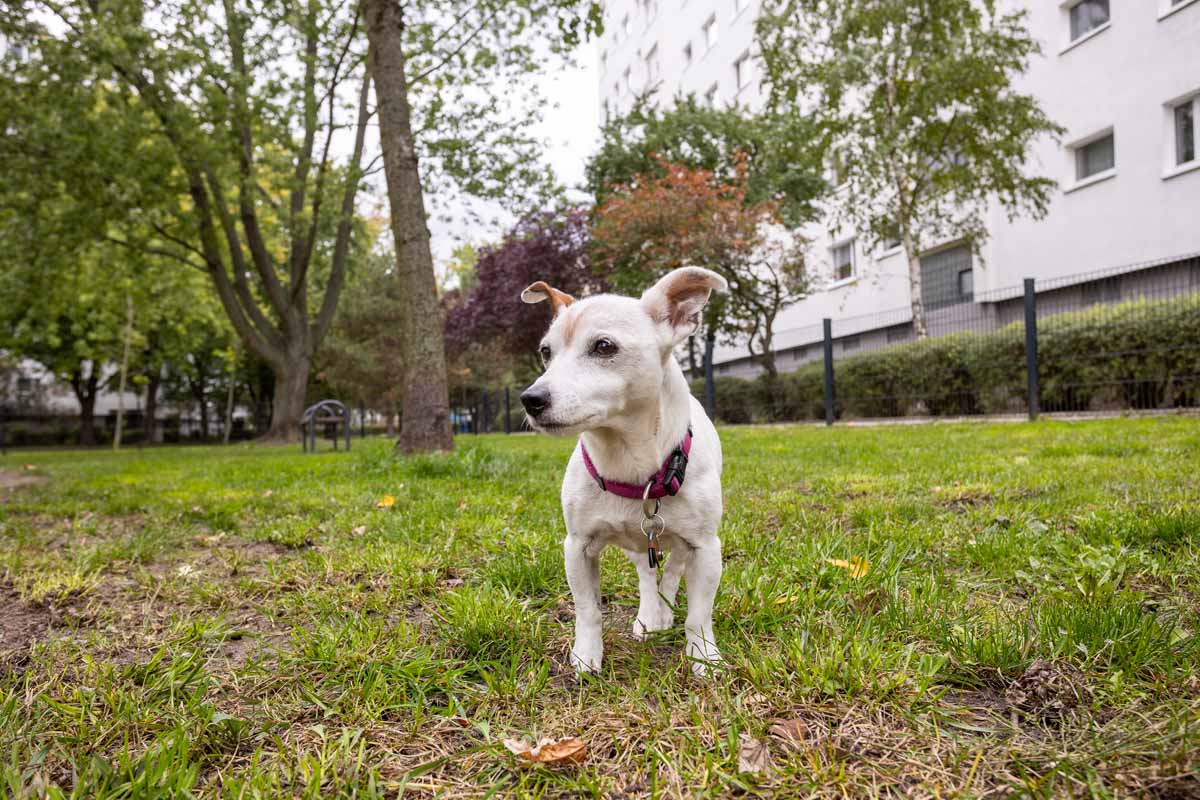 An alle gedacht: Das neue Hundeauslaufgebiet in der Wohnhausgruppe 914 erfreut nicht nur Halter*innen, sondern auch ihre Vierbeiner