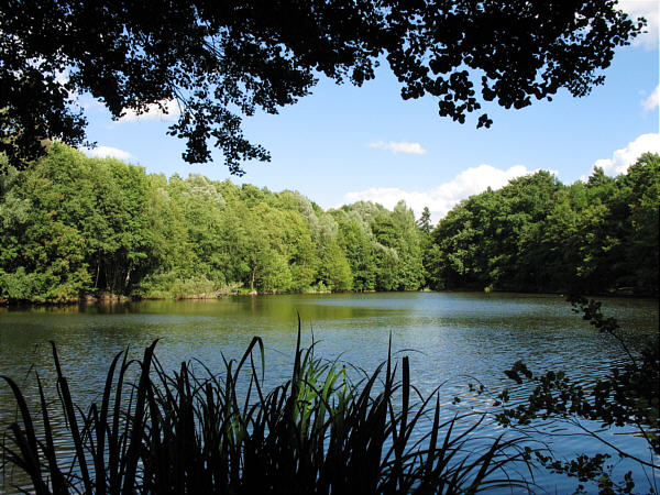 Der Hubertussee liegt im Frohnauer Forst. Die Wege in diesem Bereich des Waldes sind gepflastert und somit leicht begehbar