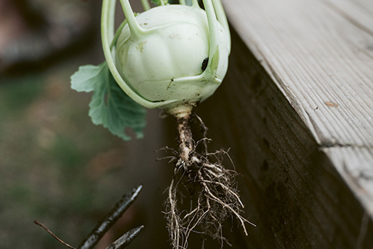 Kohlrabi? Wächst über­ irdisch! Für die Mieter*innen eine von vielen interessanten Erkenntnissen beim gemein­schaftlichen Ernten an den Hochbeeten