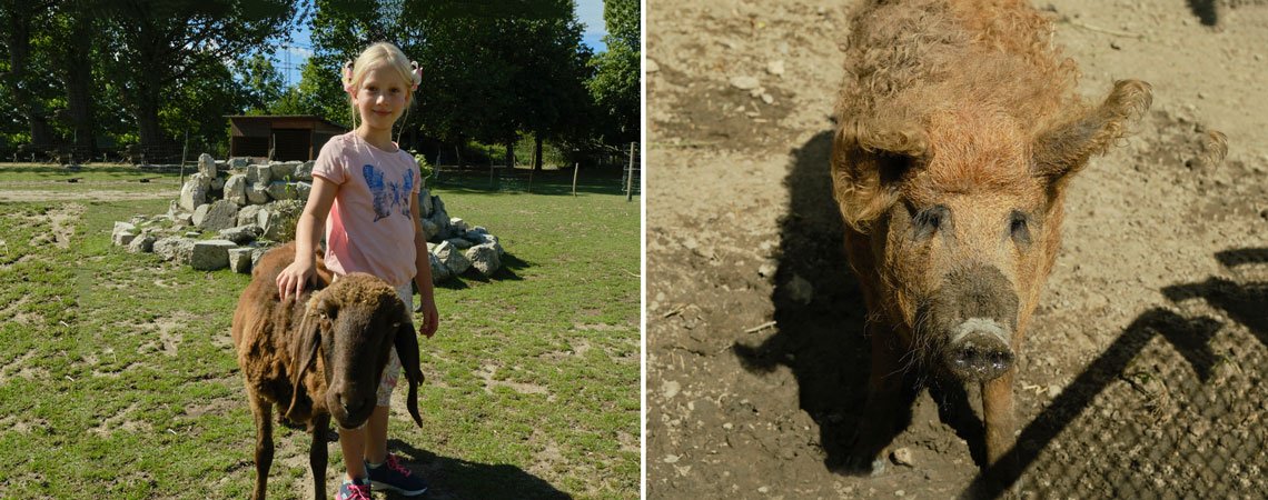 Mädchen mit Schaf und Wildschwein