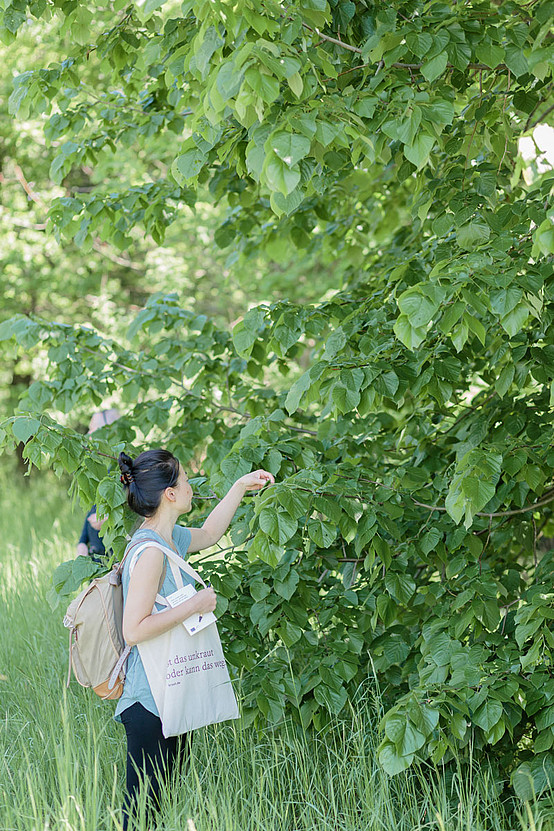 Selbstverpflegung in der Natur: Sogar Blätter von Bäumen sind essbar, zum Beispiel die von der Linde