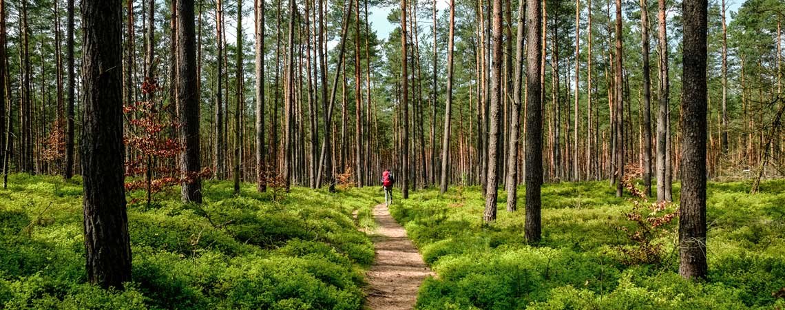 Blick in den Wald mit wandernder Person