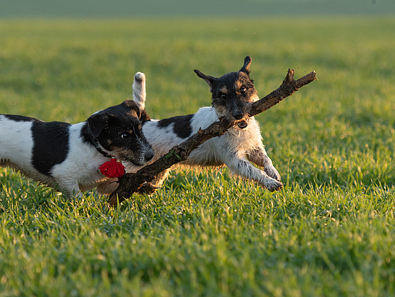 Aufmacherbild "spielende Hunde": Shutterstock