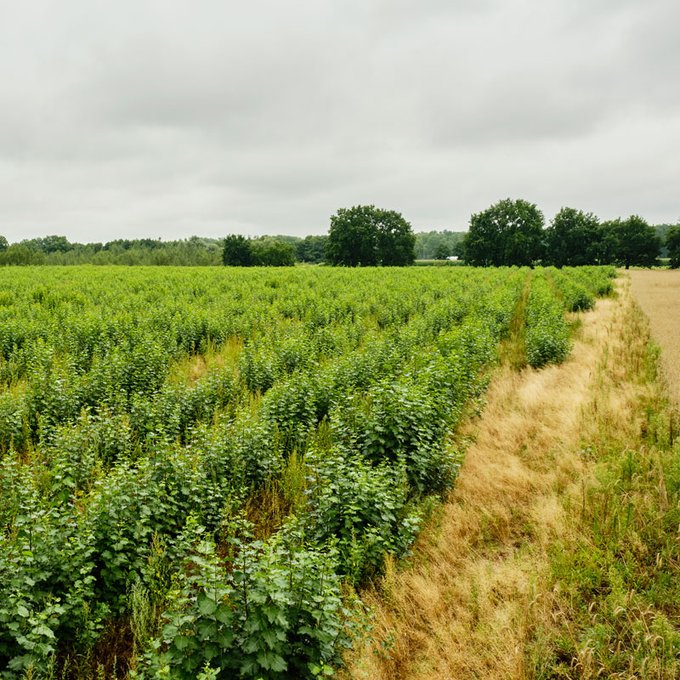 Ein Feld