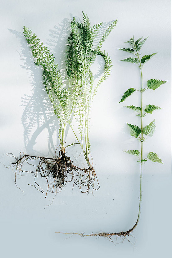 Schafgarbe (links) und Brennnessel (rechts) sind leicht erkennbar und in der Natur fast immer vertreten